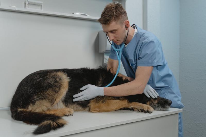 ¿Dónde van las mascotas más al veterinario?