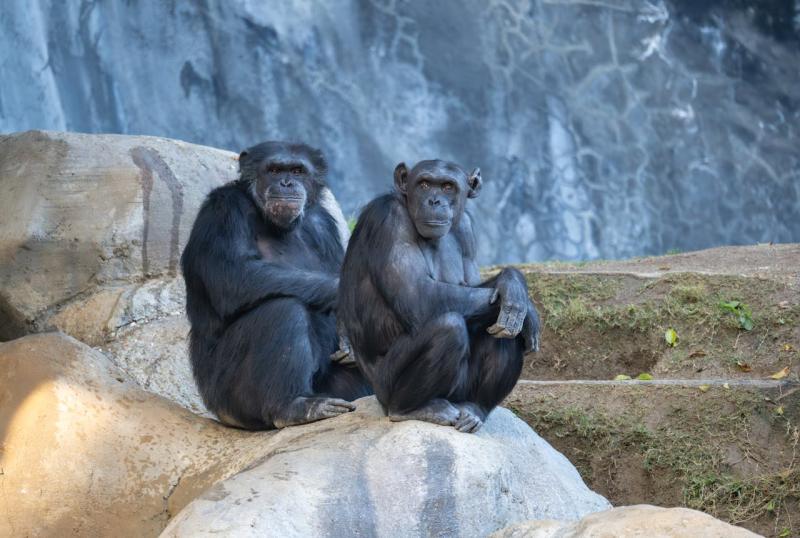 ¿Sabes cuántas veces son más fuertes los chimpancés que los humanos y por qué?
